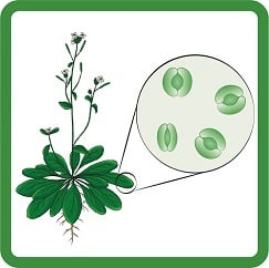 Plant and cell close up showing stress tolerance and seed germination under drought